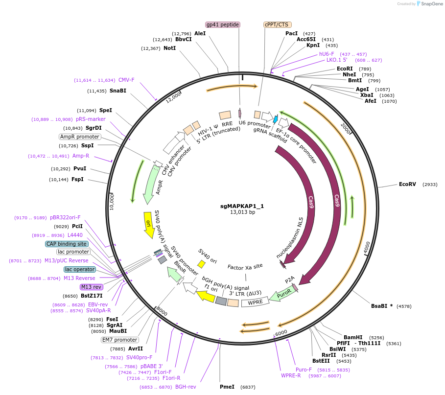 124912-plasmid-map-sequence-id-244698