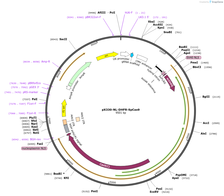 124522-plasmid-map-sequence-id-244715