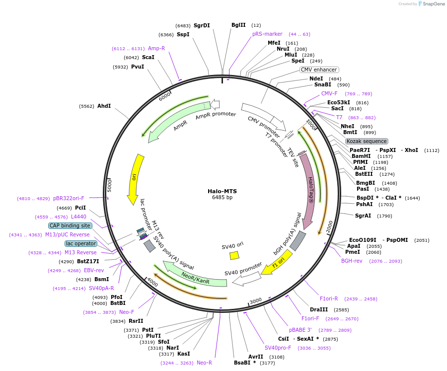 124315-plasmid-map-sequence-id-244717