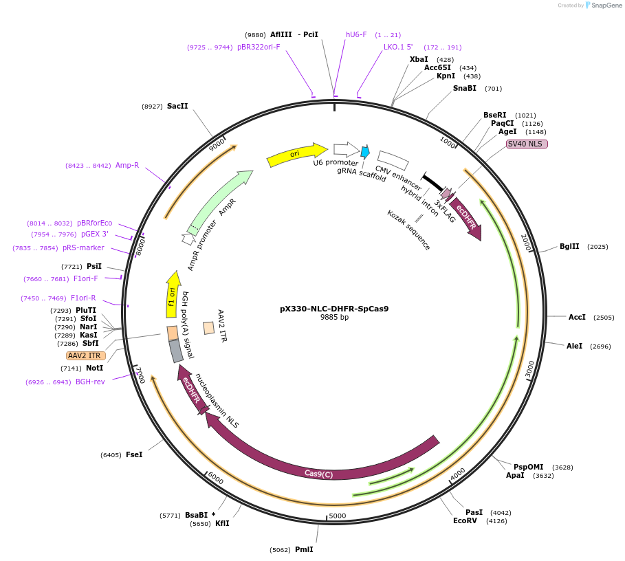 124523-plasmid-map-sequence-id-244719