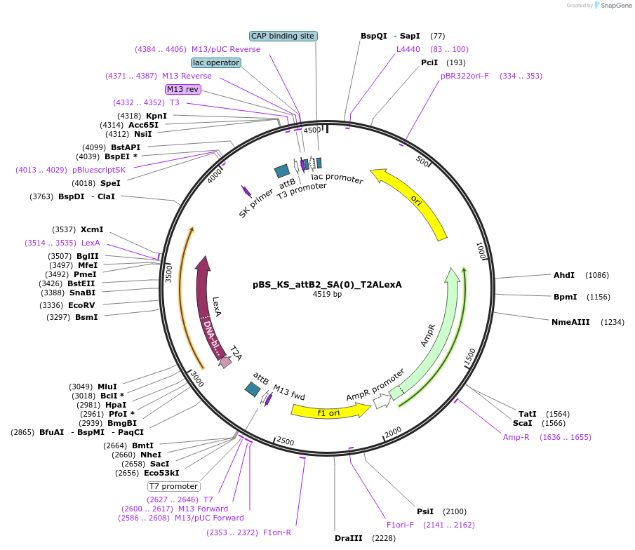 125220-plasmid-map-sequence-id-244728