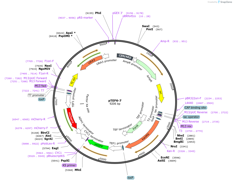 124583-plasmid-map-sequence-id-244732