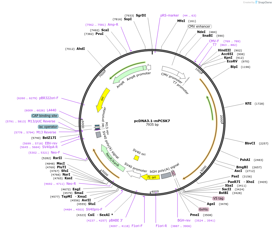122676-plasmid-map-sequence-id-244740
