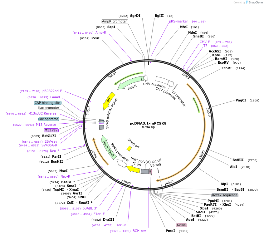 122677-plasmid-map-sequence-id-244741