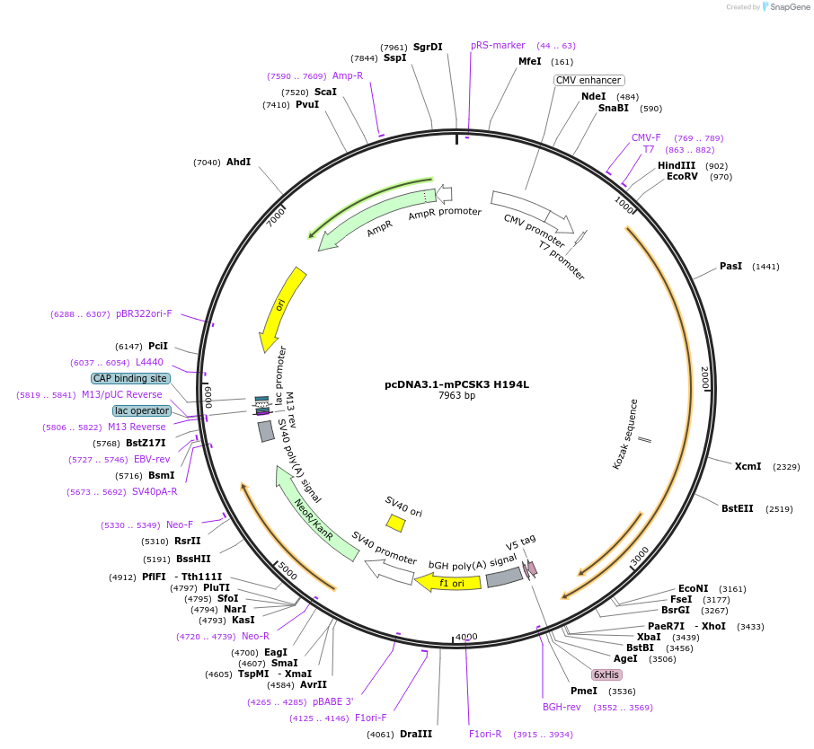 122689-plasmid-map-sequence-id-244742