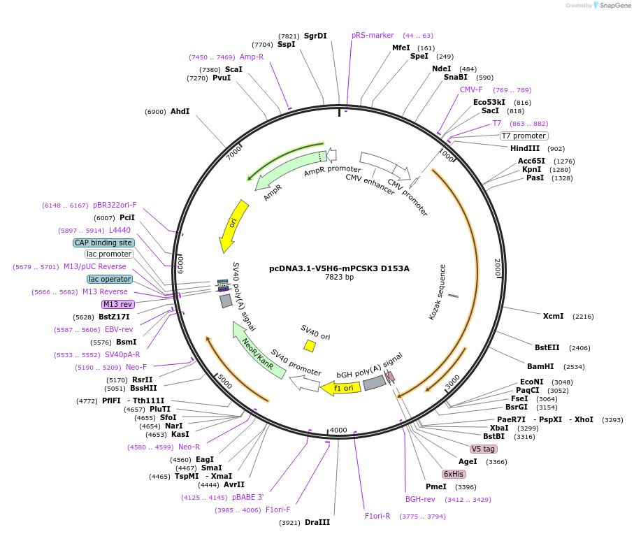 122681-plasmid-map-sequence-id-244746