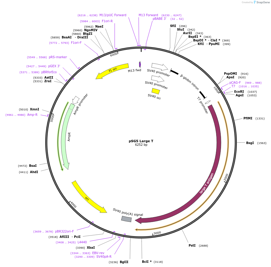9053-plasmid-map-sequence-id-244756