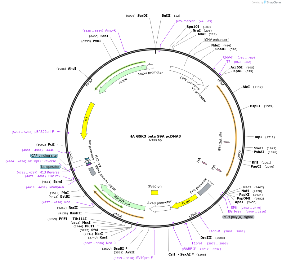 14754-plasmid-map-sequence-id-244761