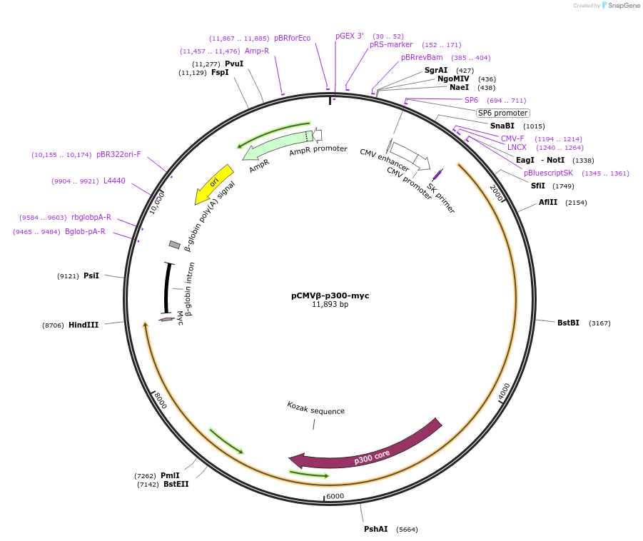 30489-plasmid-map-sequence-id-244762