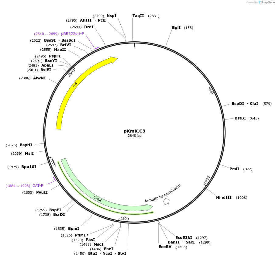 125061-plasmid-map-sequence-id-244828