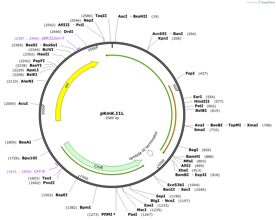 125030-plasmid-map-sequence-id-244899