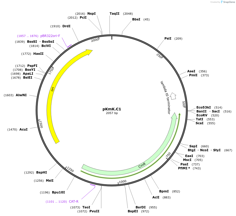 125059-plasmid-map-sequence-id-244900