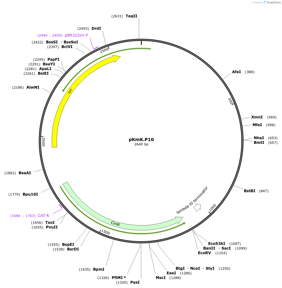 125043-plasmid-map-sequence-id-244903