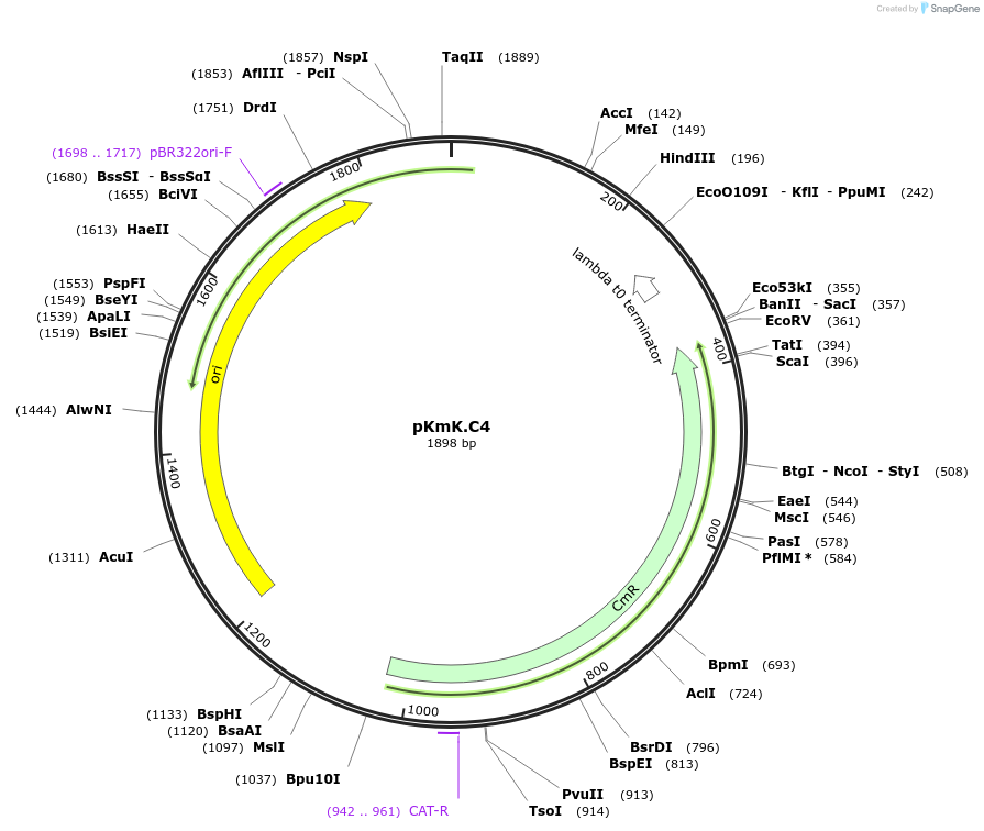125062-plasmid-map-sequence-id-244906