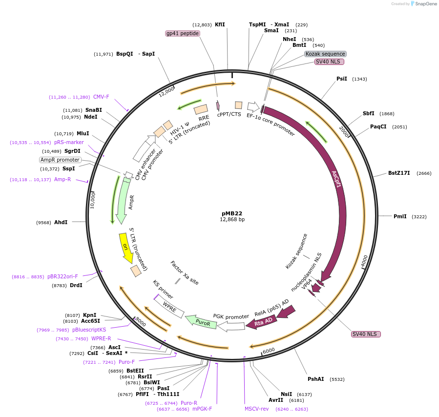 122244-plasmid-map-sequence-id-244912
