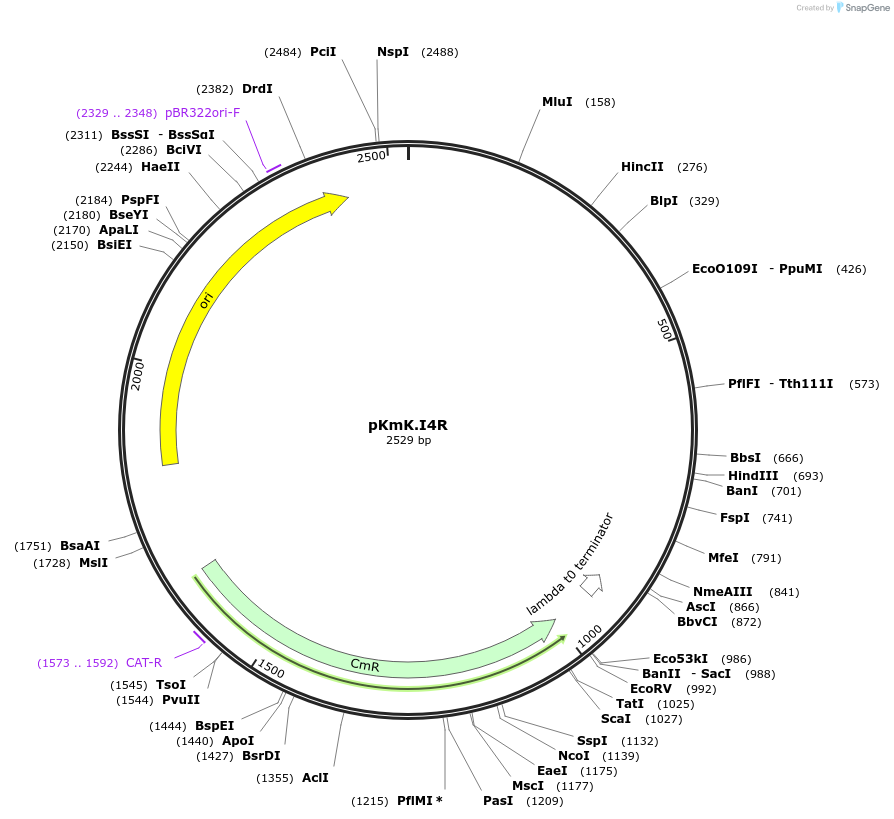 125066-plasmid-map-sequence-id-244913