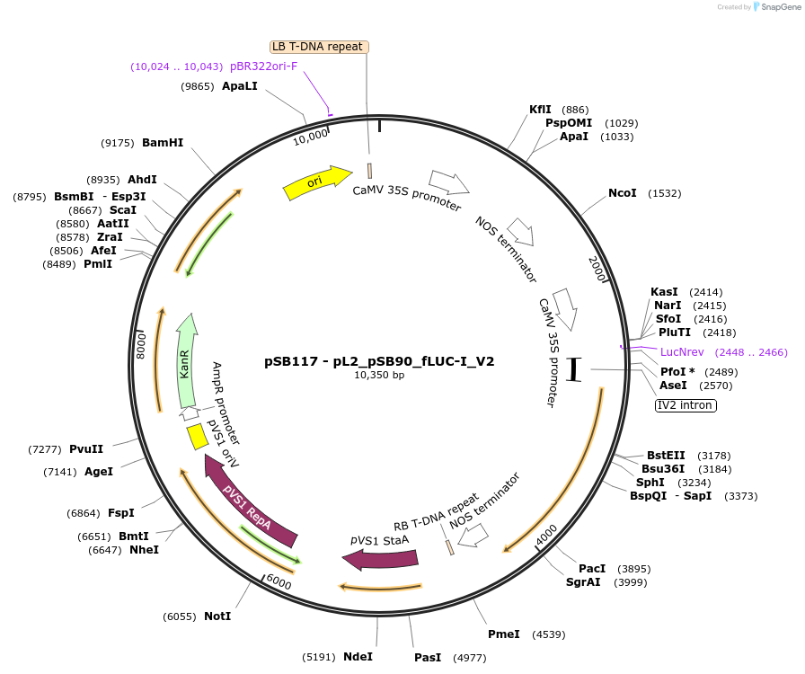 123192-plasmid-map-sequence-id-244918