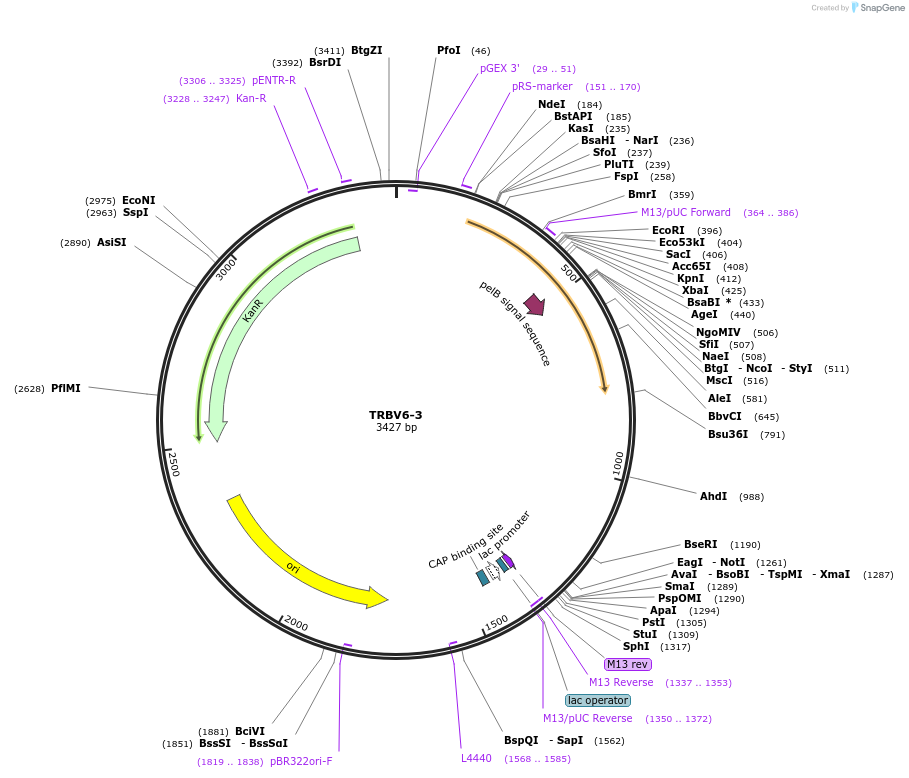 123423-plasmid-map-sequence-id-244920