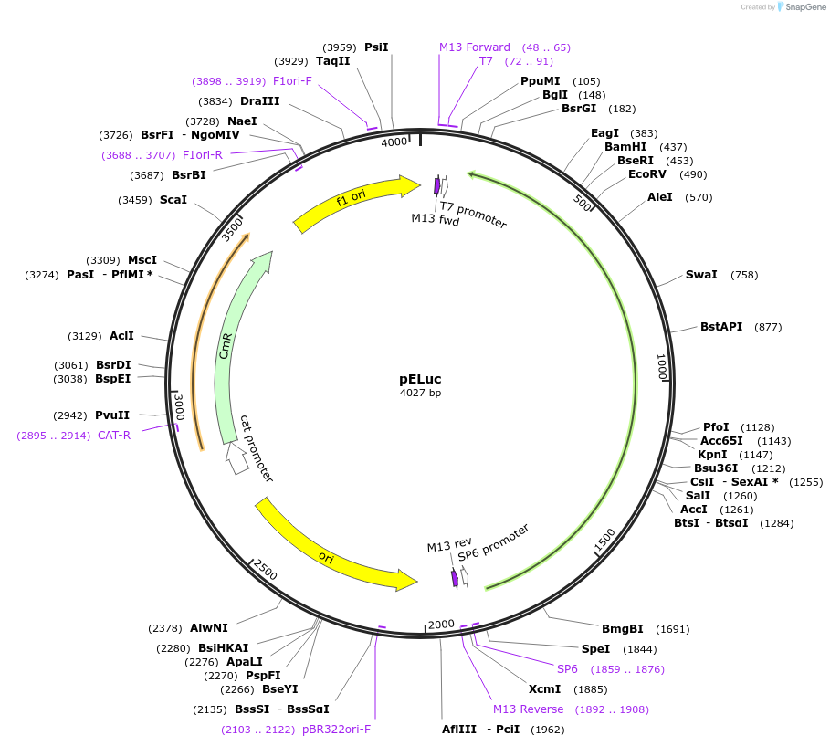 118056-plasmid-map-sequence-id-244944