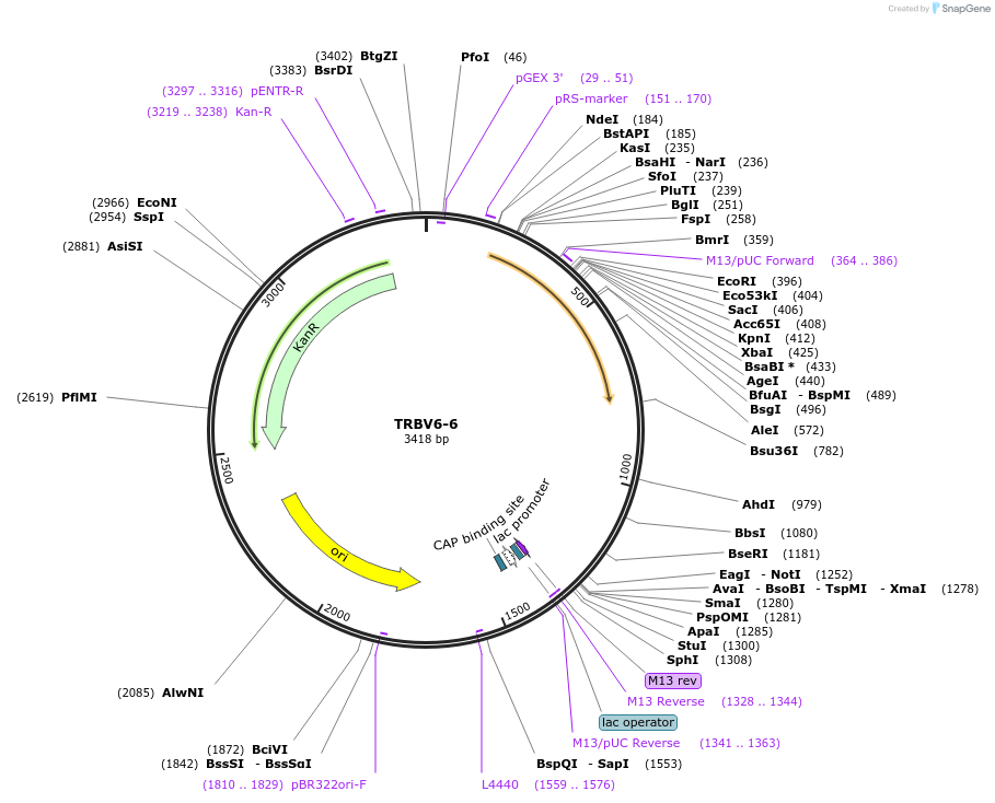 123426-plasmid-map-sequence-id-244949