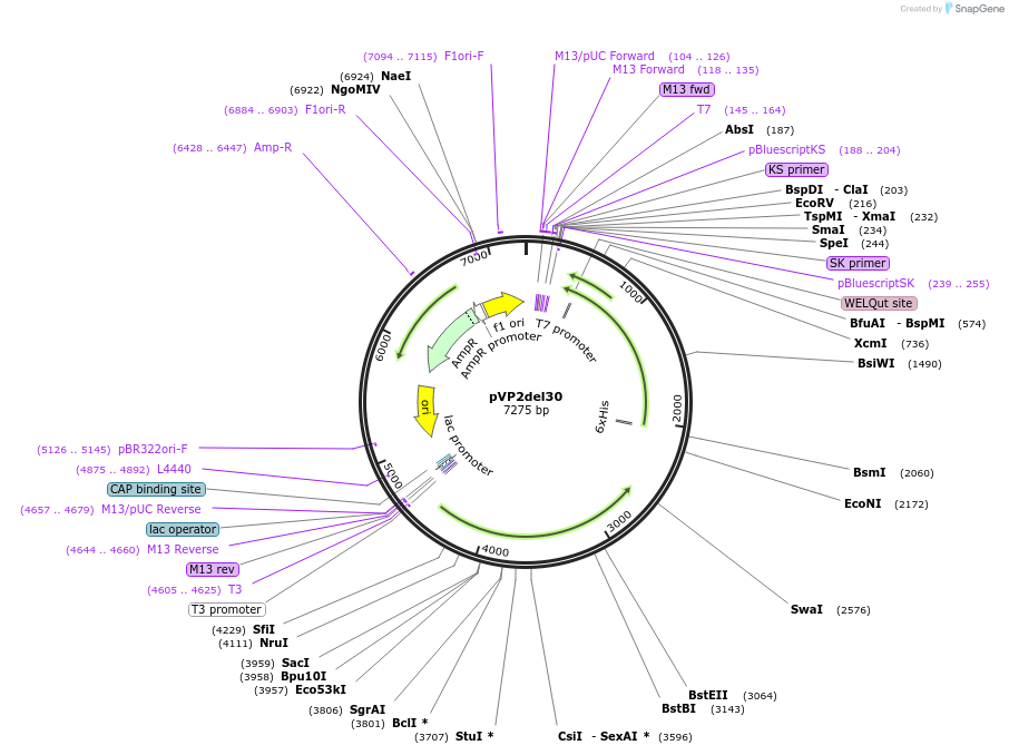 125184-plasmid-map-sequence-id-244956