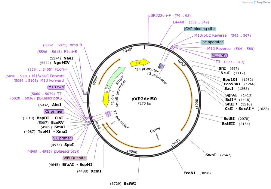 125185-plasmid-map-sequence-id-244962
