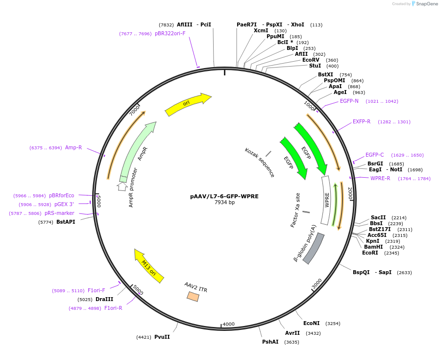 126462-plasmid-map-sequence-id-244965