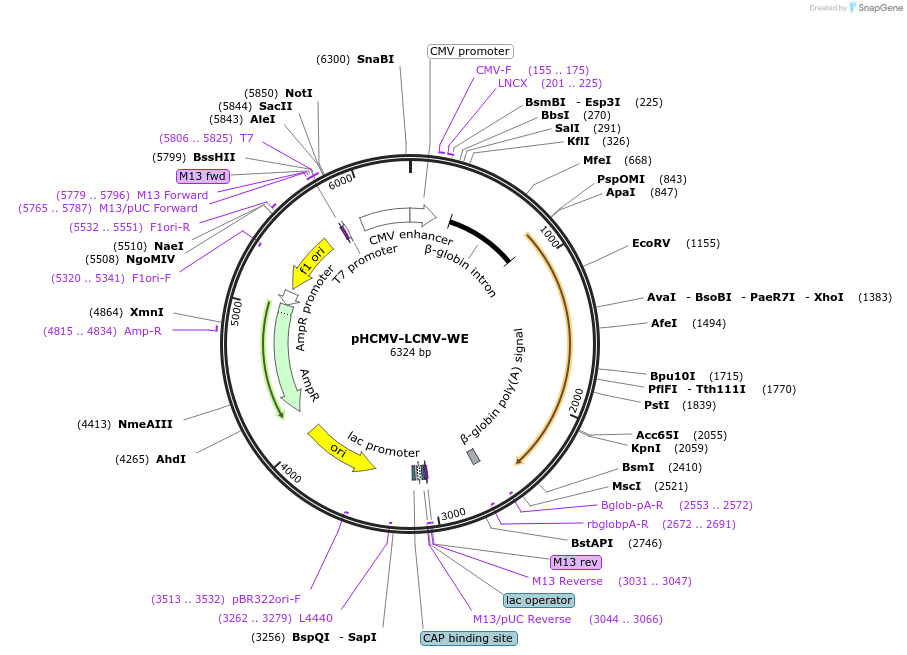 15793-plasmid-map-sequence-id-244967
