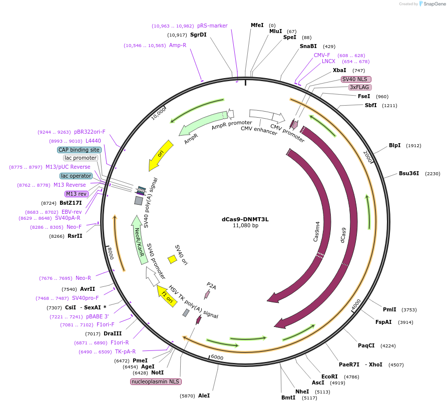 126588-plasmid-map-sequence-id-244971