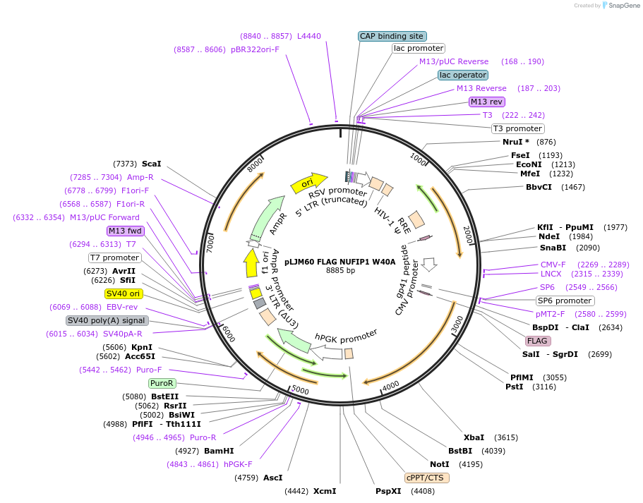 110951-plasmid-map-sequence-id-244973