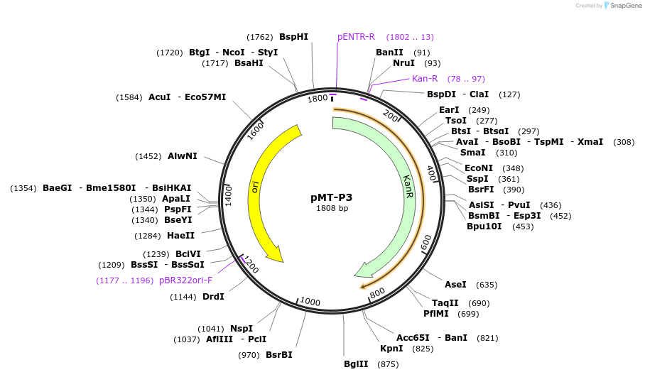 120865-plasmid-map-sequence-id-244978