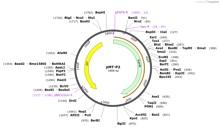 120864-plasmid-map-sequence-id-244983
