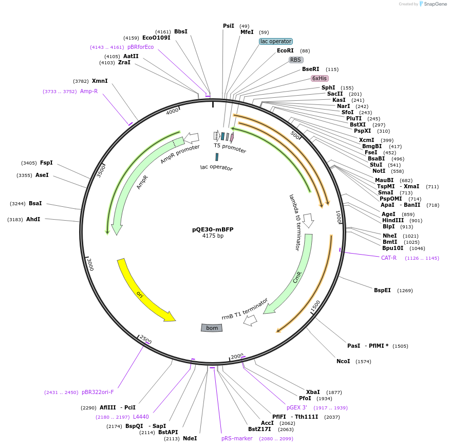 112682-plasmid-map-sequence-id-244985