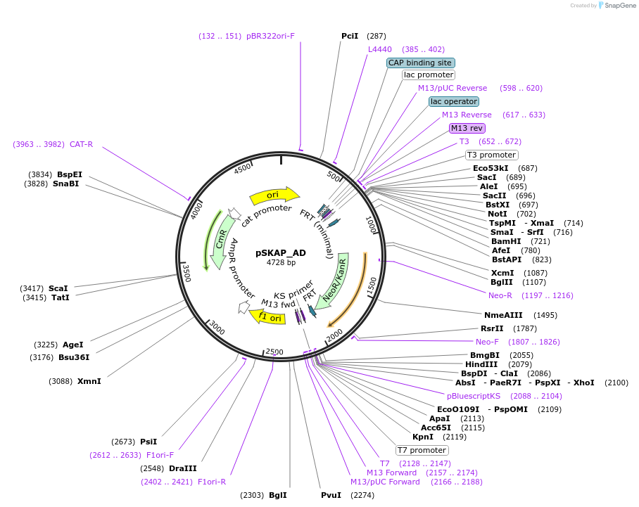 122706-plasmid-map-sequence-id-244988