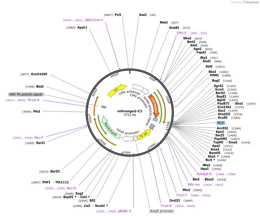 54650-plasmid-map-sequence-id-244991