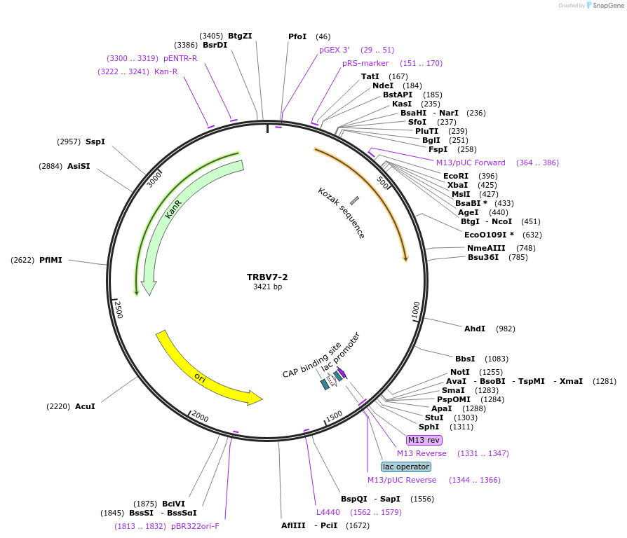 123431-plasmid-map-sequence-id-244996