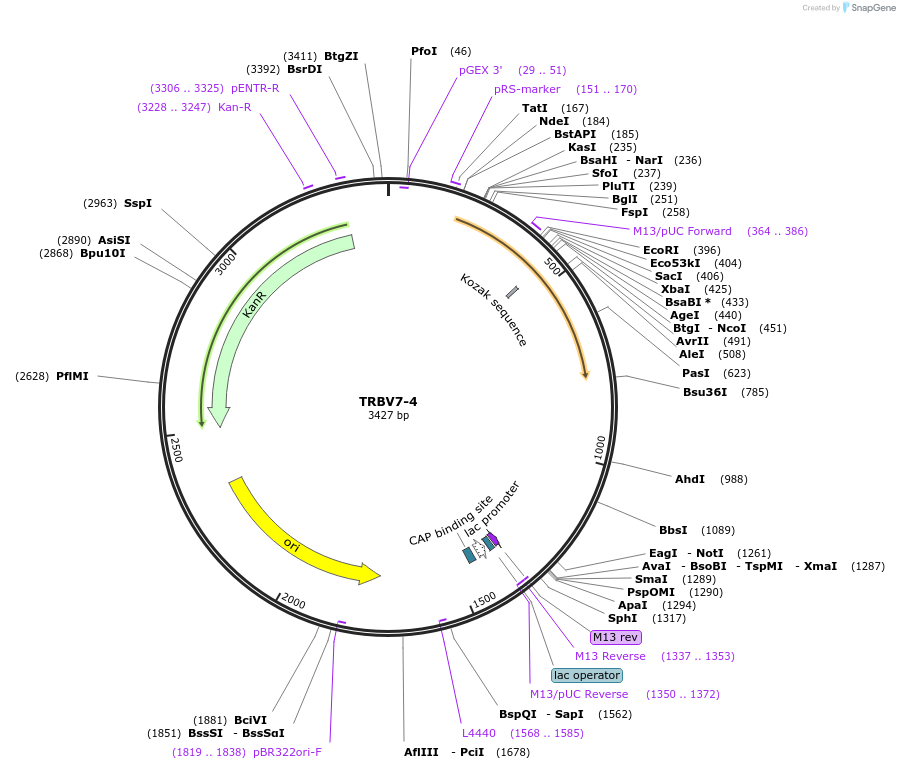 123433-plasmid-map-sequence-id-244998