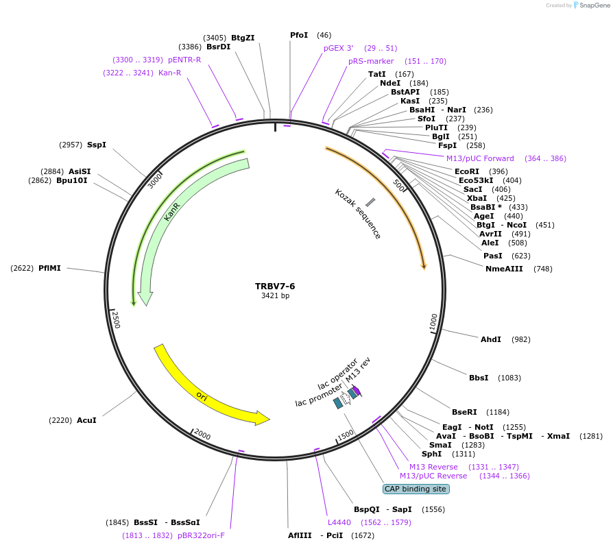 123434-plasmid-map-sequence-id-244999