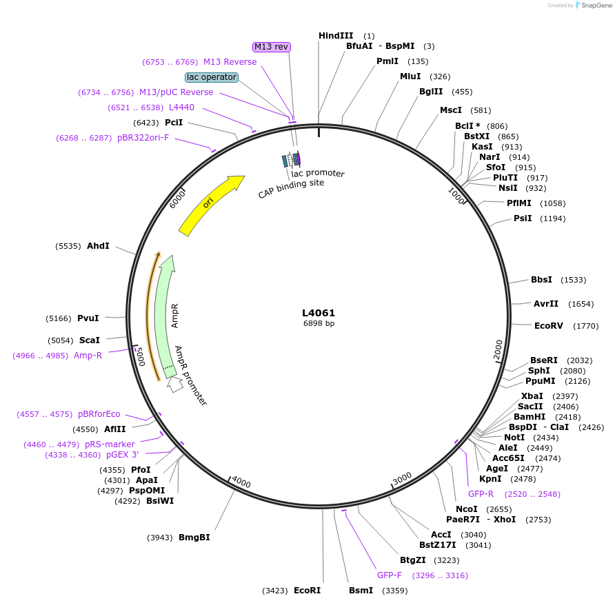 1635-plasmid-map-sequence-id-245