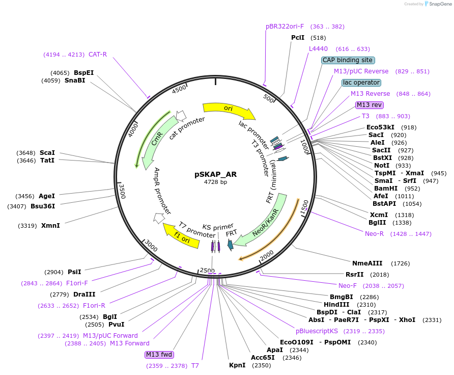 122720-plasmid-map-sequence-id-245002