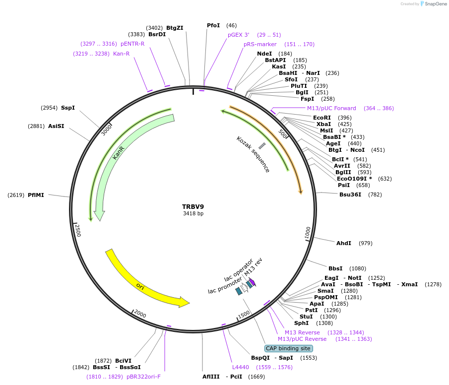 123438-plasmid-map-sequence-id-245007
