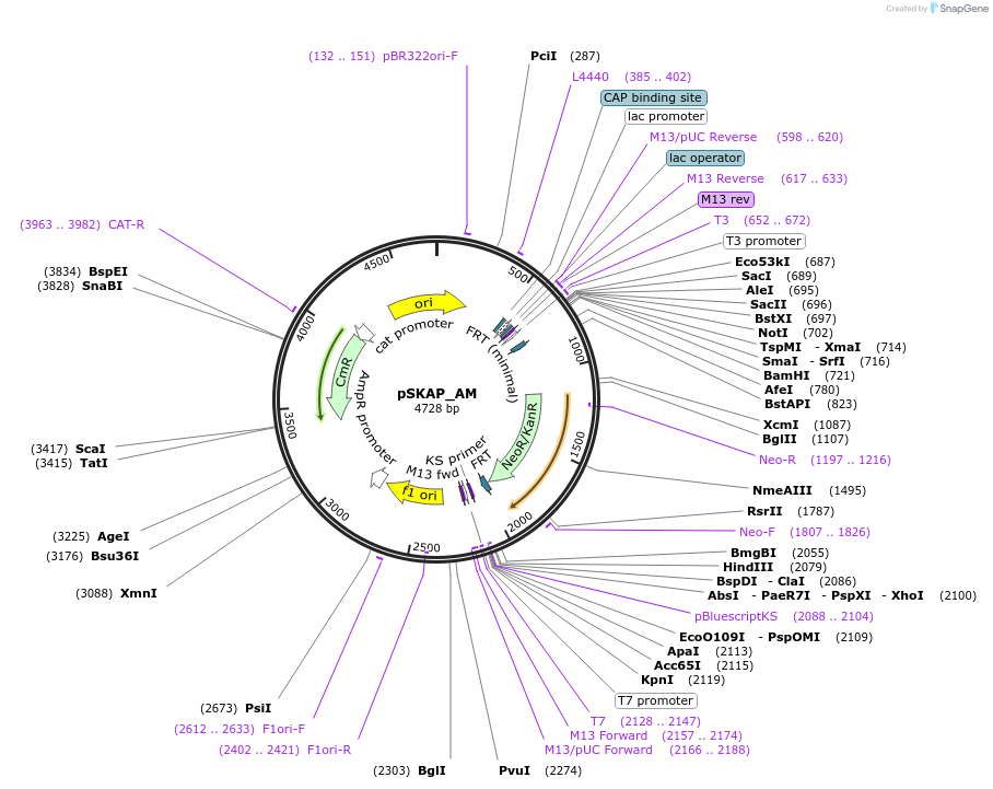 122715-plasmid-map-sequence-id-245010