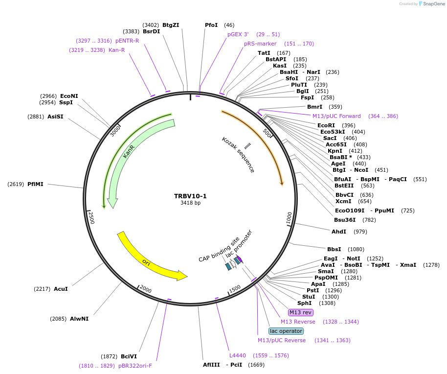 123439-plasmid-map-sequence-id-245012