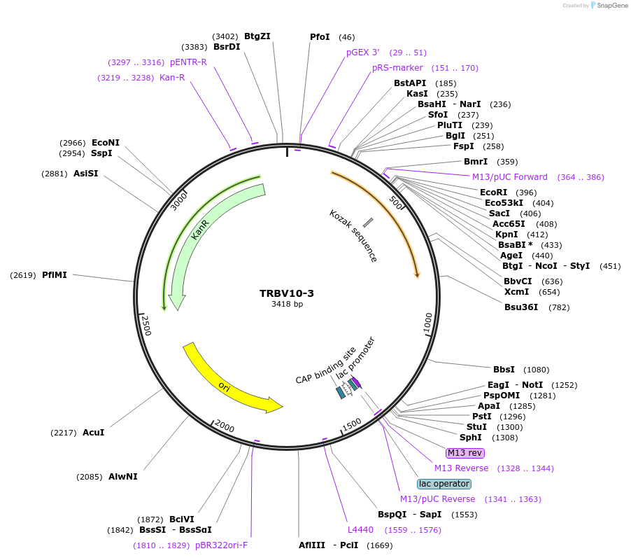 123441-plasmid-map-sequence-id-245016
