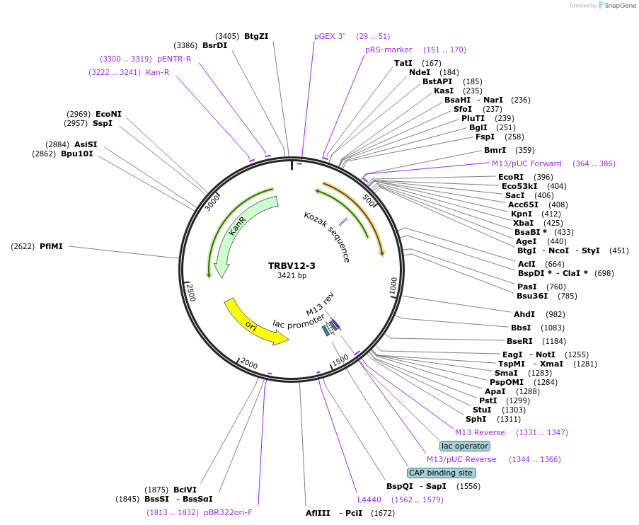 123445-plasmid-map-sequence-id-245028