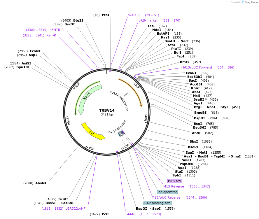 123449-plasmid-map-sequence-id-245032