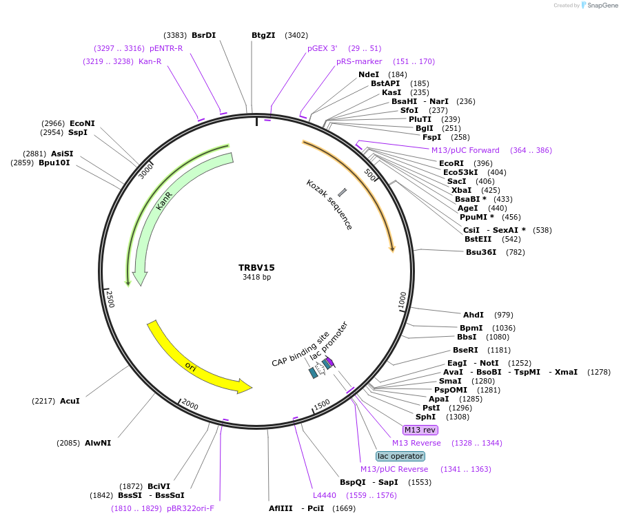 123450-plasmid-map-sequence-id-245033