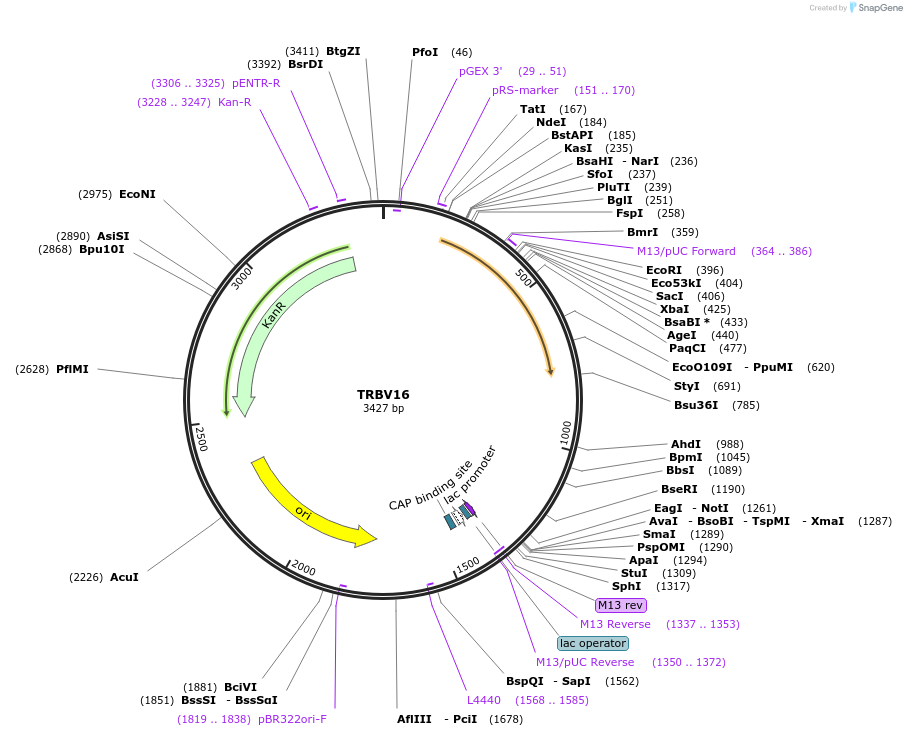123451-plasmid-map-sequence-id-245034