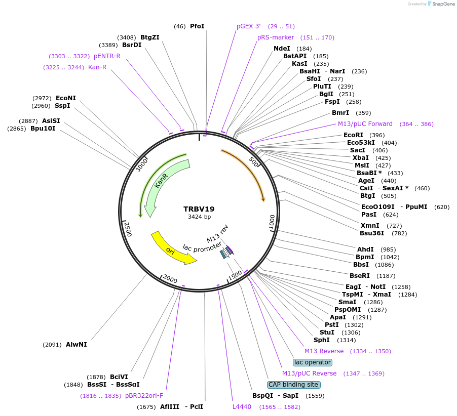 123453-plasmid-map-sequence-id-245036