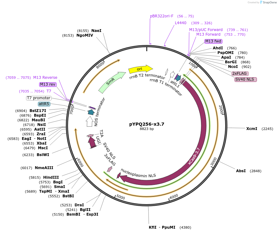 124313-plasmid-map-sequence-id-245056